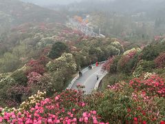-贵州百里杜鹃风景名胜区