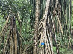 -中国科学院西双版纳热带植物园