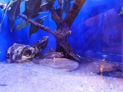 -上海海洋水族馆