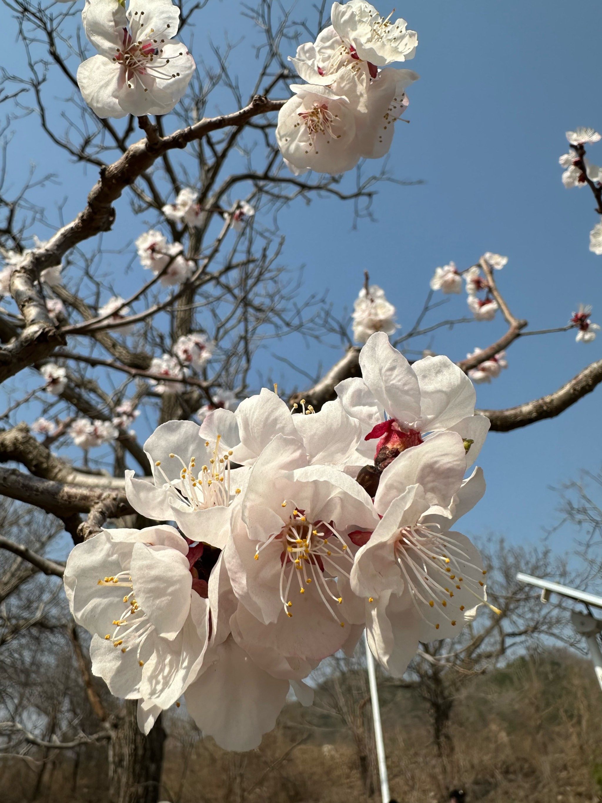 清明假期,阳光明媚,赏万亩杏花海