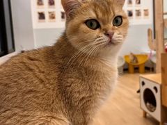 -有喵·猫咖·狗咖·30几只猫10只小狗(岗厦店)