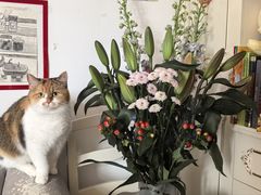 -小猫来了猫舍(福田店)