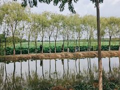 -西青郊野公园