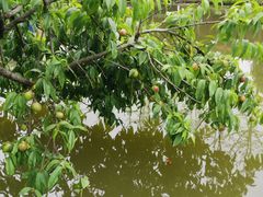 -洪湖家庭农场·团建·露营·会议