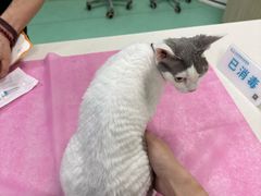 -北京观赏动物医院·24小时大型综合·猫专科·异宠专科