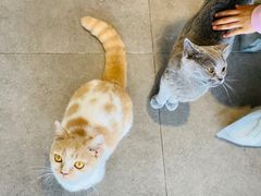 -飞行喵MR PILOT|猫舍·猫咖(静安大融城店)