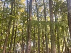 -月湖风景区