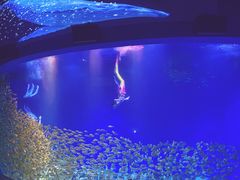 -合肥海洋世界
