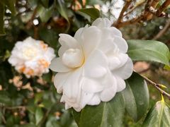 -中国科学院华南植物园