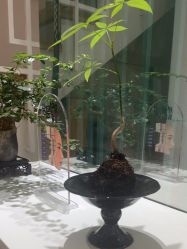 -薇薇安花系SPA
