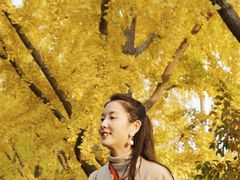 -三里屯东五街银杏大道