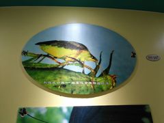 -上海昆虫博物馆