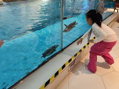 -帝企鹅自助餐厅•儿童岛•真企鹅(长隆企鹅酒店)