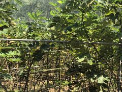 -武汉世外桃源农庄