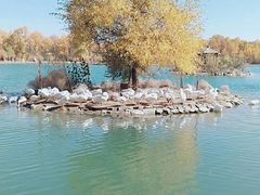 -金塔沙漠胡杨林景区