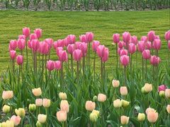 -大宁郁金香公园-停车场