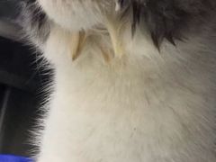 -美联众合爱康动物医院•复杂内科•肿瘤科•牙科•腔镜诊疗中心