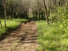 -黄椅山火山森林公园