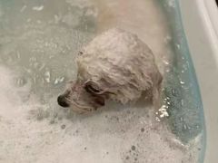 -PETKIT小佩宠物·低压洗护(国顺东路店)