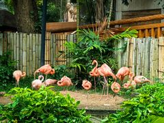 -清迈夜间动物园