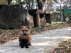 -宫城藏王狐狸村