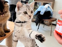-共舞时光猫咖·狗咖(新街口店)
