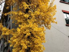 -四川大学(华西校区)