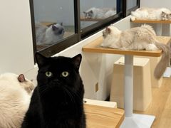 -有喵·猫咖·狗咖·30几只猫10只小狗(岗厦店)