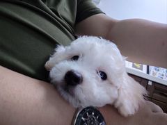 -美联众合动物医院·24h转诊中心
