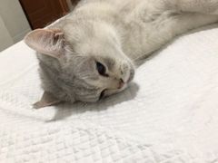 -灵美宠物诊所