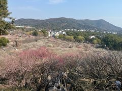 -香雪海