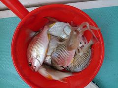 -鑫艋游艇海钓俱乐部