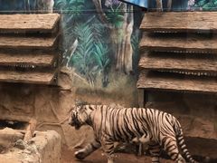 -清迈夜间动物园