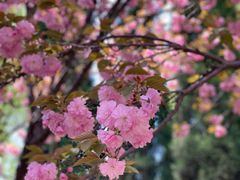 -石家庄市植物园
