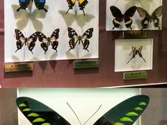 -上海昆虫博物馆