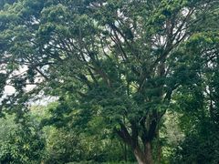 -中国科学院西双版纳热带植物园
