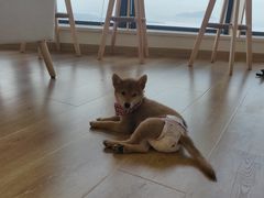 -柴犬小屋·柴餐厅·狗咖食堂(金鼎广场店)