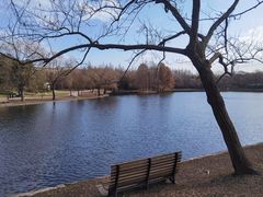 -上海共青森林公园