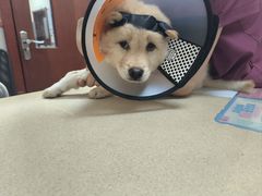 -艾贝尔宠物医院 ·内科全科(梁溪路店)