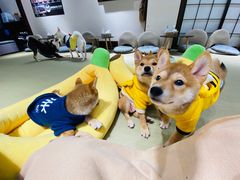 -逗柴咖啡屋·狗咖猫咖宠物桌游