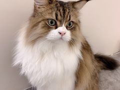 -More Fun猫咖 二十只万元加菲主题