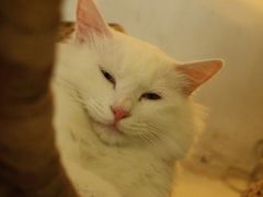 -Babycat私家御饼屋(龙头路一店)