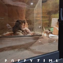 -酷嗒动物文化乐园(cutezoo西溪乐天城店)