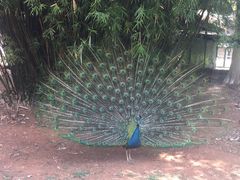 -昆明动物园