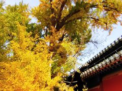 -大觉寺-停车场