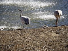 -北京麋鹿生态实验中心