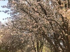 -桃花堤公园