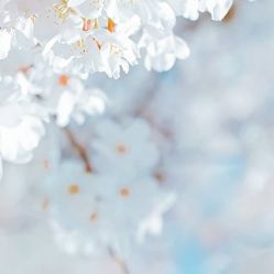 -凡碧诗毛孔收细
