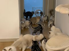 -有喵·猫咖·狗咖·30几只猫10只小狗(岗厦店)