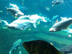 -珠海长隆海洋王国